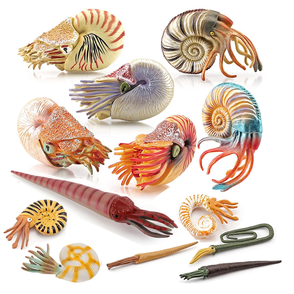 Kids Toys Reviews - Animali Marini Giocattolo: Figurine di Nautilus,